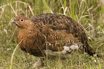 Ptarmigan at Savage River in Denali Park