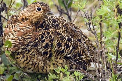 Ptarmigan are plentiful in the northern reaches of the highway