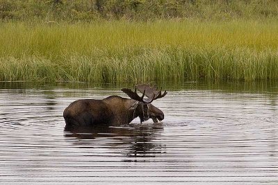 Bull moose feeding in a lake near Beaver Creek, Yukon