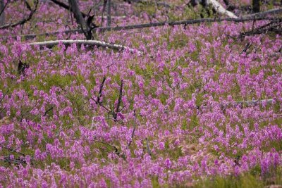 Fireweed is one of the first plants to recolonize burn areas.