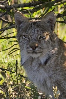 Lynx near Haines Junction