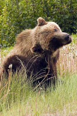 Brown bear with an itch near Haines Junction