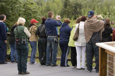 Also back, are the tourists watching the bears.