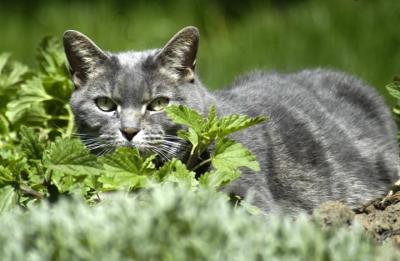 Backyard grey cat