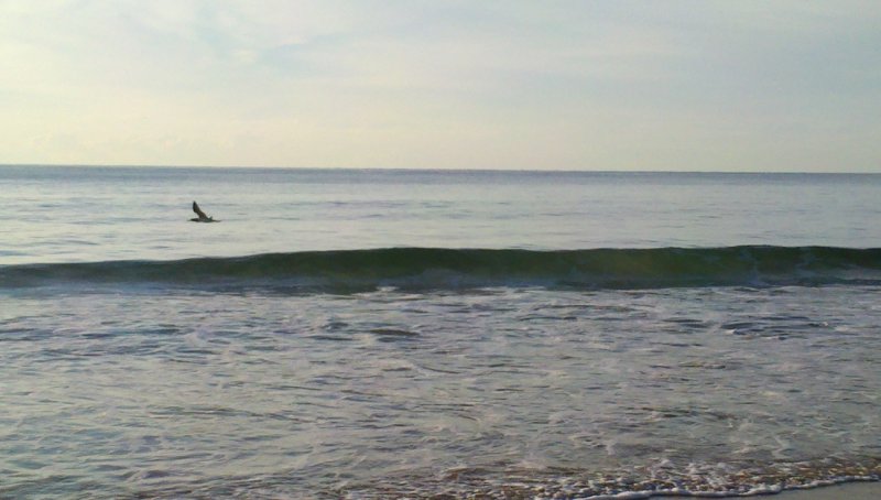 Gannet2012-05-24_07-29-30_414.jpg