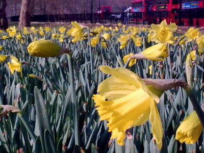 HydeParkDaffodils01032012_023.jpg