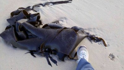 MallacootaGiantKelp2012-05-03_07-54-42_48.jpg