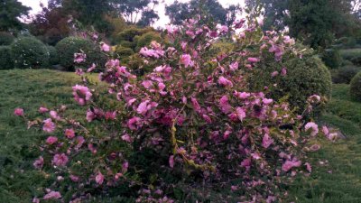 CowraJapaneseGardens-2012-05-13_12-28-41_749.jpg