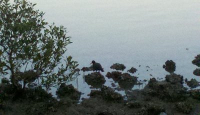 SootyOysterCatcherNambuccaHeads-2012-05-22_06-35-16_335.jpg