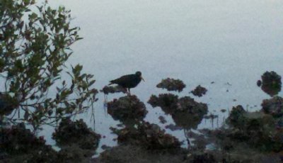 SootyOysterCatcherNambuccaHeads-2012-05-22_06-35-54_273.jpg