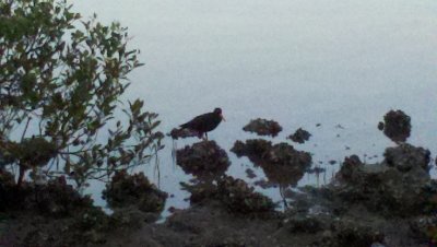 SootyOysterCatcherNambuccaHeads-2012-05-22_06-35-59_569.jpg