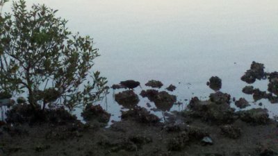 SootyOysterCatcherNambuccaHeads-2012-05-22_06-36-03_783.jpg
