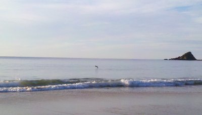 Gannet2012-05-24_07-28-23_995.jpg