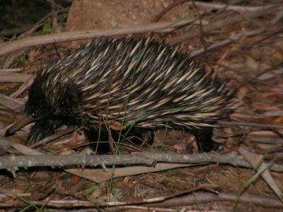 mummel gulf national park, New South Wales, nov2005