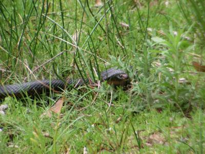 MummelGulfRedBellyBlackSnakePICT0031.JPG