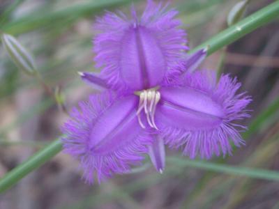 FlowerAtWarrumbunglesIMGP2741.JPG