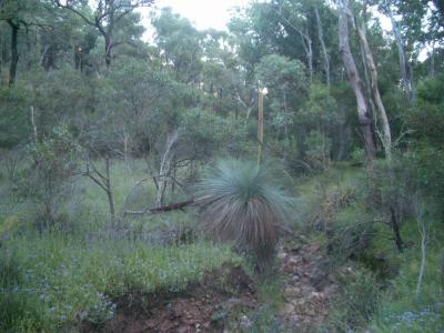 GrassTree@WarrumbunglesIMGP2785.JPG