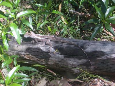 g4/84/507384/3/52396101.LizardWarrumbunglesIMGP2848.jpg