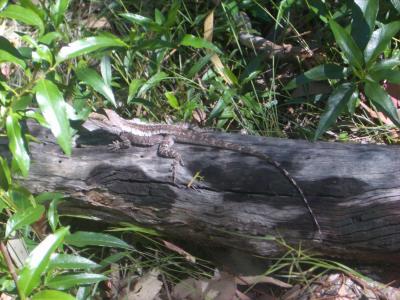 Lizard@WarrumbunglesIMGP2848.JPG