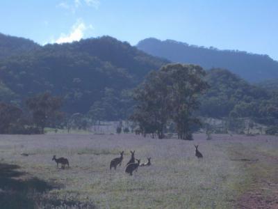 Wallabies@WarrumbunglesIMGP2796.JPG