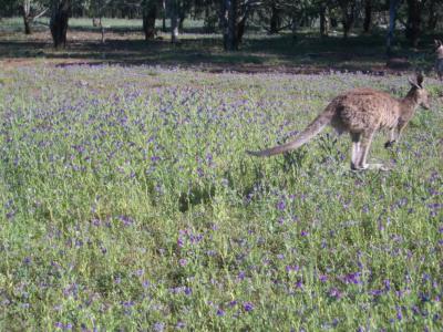 Wallaby@WarrumbunglesIMGP2819.JPG