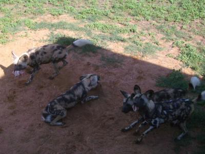 AfricanWildDogs@DubboZooIMGP2899.JPG