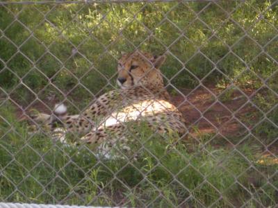 Cheetah@DubboZooIMGP2909.JPG