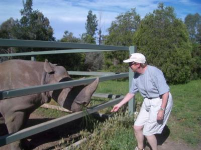 FeedingBlackRhino(PointyLip&Browser)@DubboZooIMGP2901.JPG