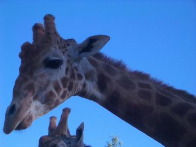 dubbo zoo, New South Wales, nov2005