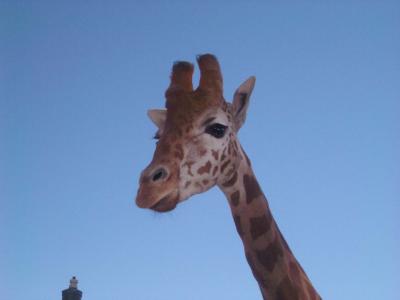 Giraffe@DubboZooIMGP2938.JPG