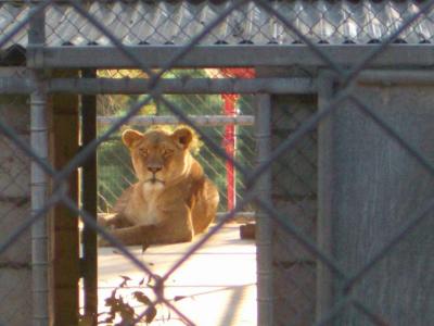 Lion@DubboZooIMGP2912.JPG