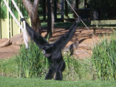 Siamang@DubboZooIMGP2932.JPG