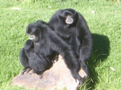 g4/84/507384/3/52396326.SiamangFamily3DubboZooIMGP2929.jpg