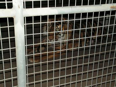 TigerAtDubboZooPICT0006.JPG