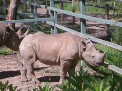 WhiteRhino(squareLipGrazes)@DubboZooIMGP2947.JPG