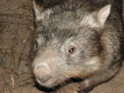 WombatAtDubboZooPICT0018.JPG