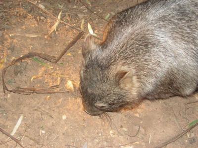 WombatAtDubboZooPICT0022.JPG