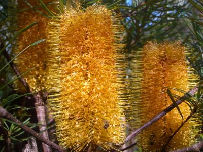 Banksia2AtBinnaBurra.jpg
