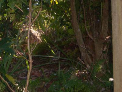 BirdAtBinnaBurra.jpg