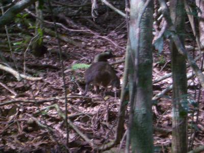 SmallWallabyAtBinnaBurra.jpg