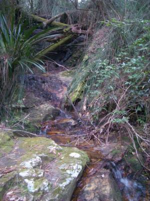 StreamAtBinnaBurra.jpg