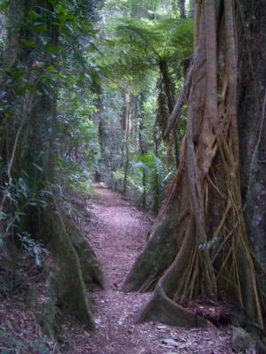 TrackAtBinnaBurra.jpg