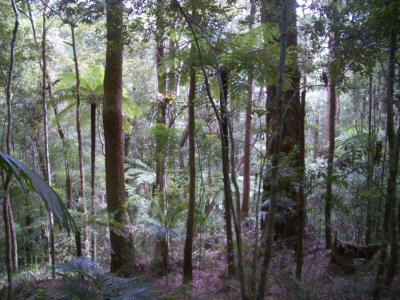 Tree3AtBinnaBurra.jpg