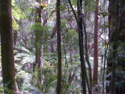Tree4AtBinnaBurra.jpg