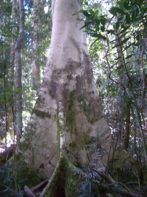 TreeTrunk2AtBinnaBurra.jpg