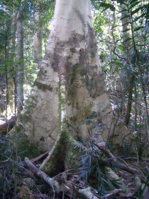 TreeTrunk5AtBinnaBurra.jpg