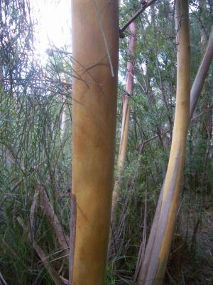 TreeTrunkAtBinnaBurra.jpg