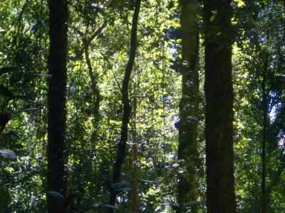 Trees2AtBinnaBurra.jpg