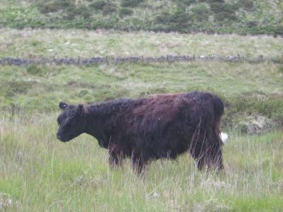 CattleDartmoor2006-06-17 017.jpg