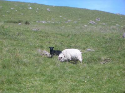 SheepDartmoor2006-06-17 045.JPG